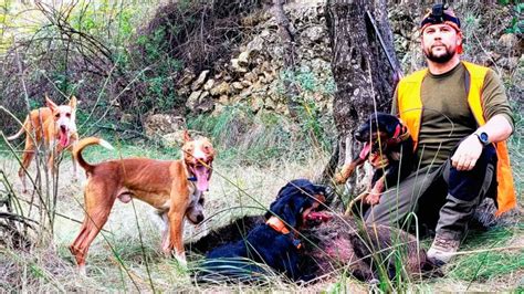 podencos cazando jabali|PODENCOS ANDALUCES DE JARRU, LANCE DE 1。